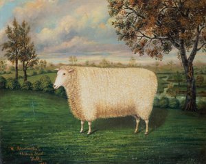 A Prize Sheep of the Old Lincoln Breed